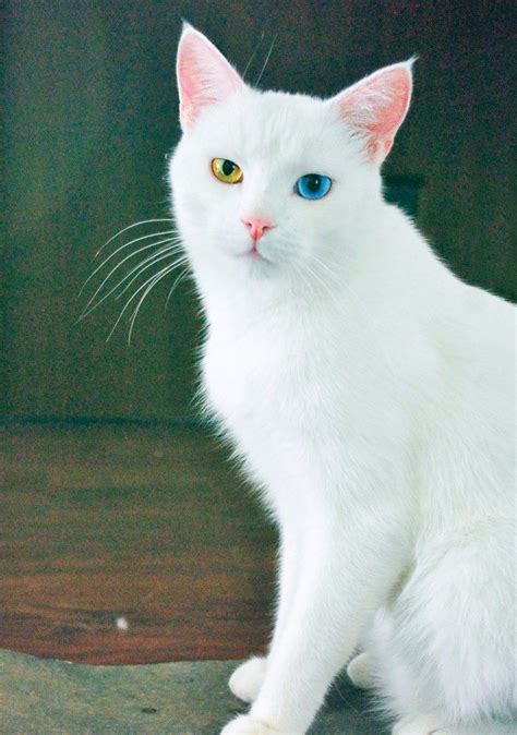 odd eyed cats|why are cats eyes yellow.